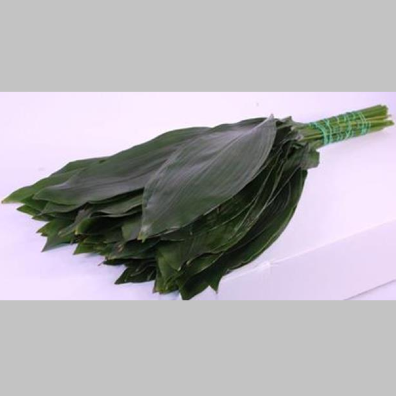 Aspidistra, Pachet (10 buc.)